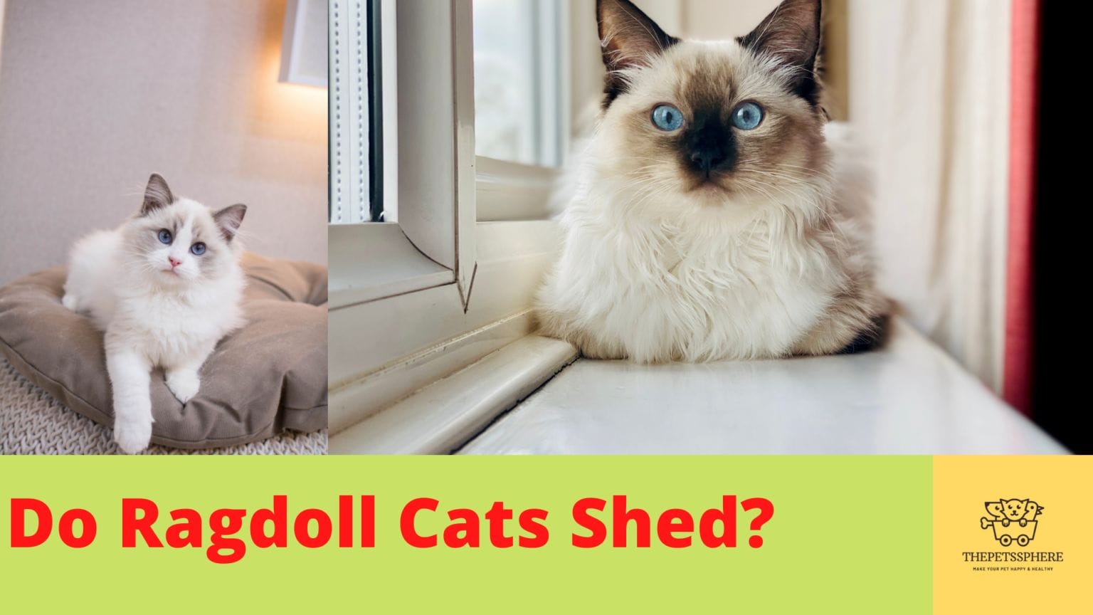 Do Ragdoll Cats Shed? Explained with Facts The Pet's Sphere