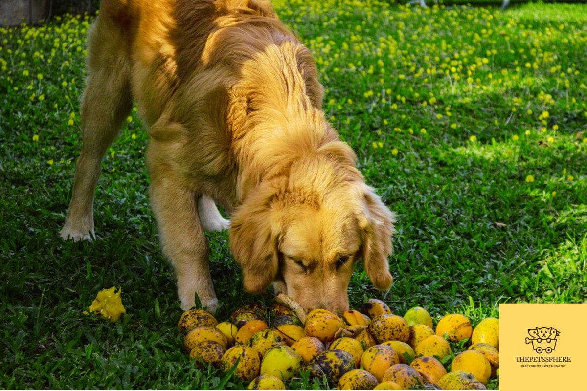 Can Dogs Eat Mango? Comprehensive Guide The Pet's Sphere