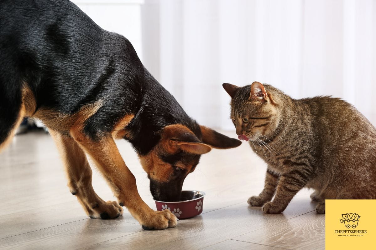 can-cats-have-dog-treats-is-it-safe-the-pet-s-sphere