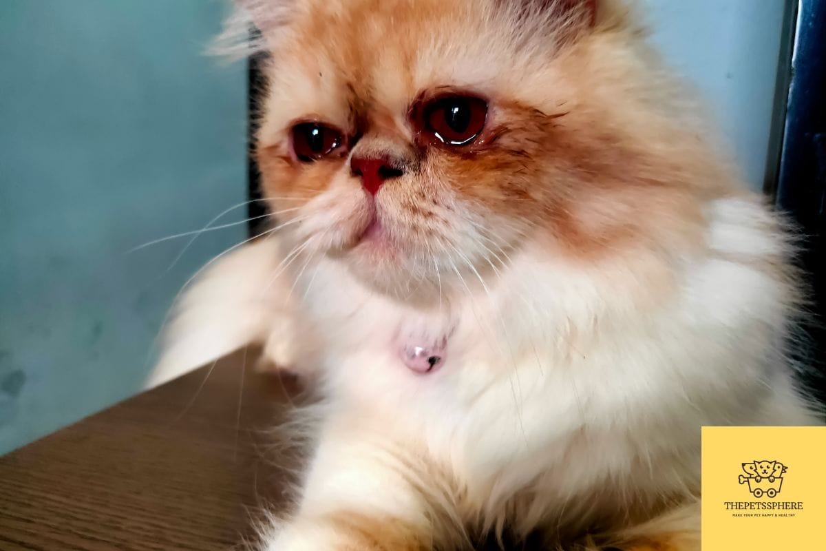 why-do-cats-cry-like-babies-myths-and-reasons-explained-the-pet-s-sphere