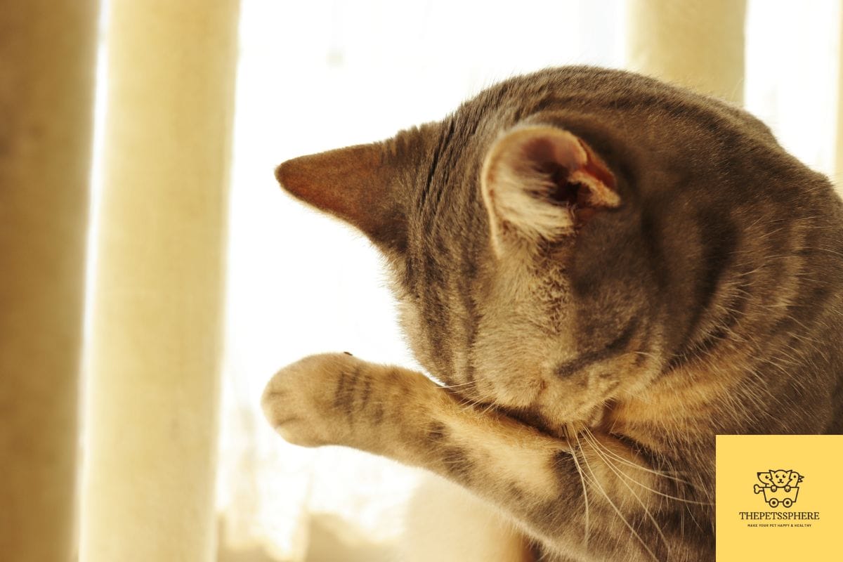 why-do-cats-cry-like-babies-myths-and-reasons-explained-the-pet-s-sphere