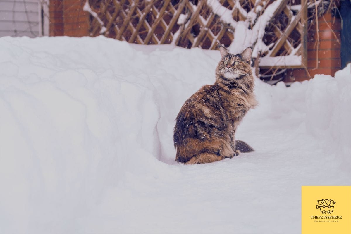 Do Maine Coon Cats like Snow? Fascinating Facts You Must Know The Pet