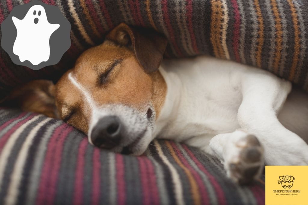 Nightmares in Dogs What Causes Them and How to Stop The Pet's Sphere