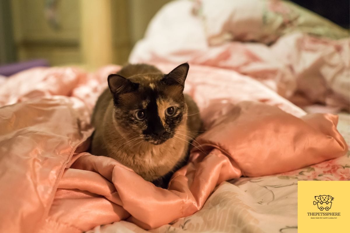 Why Do Siamese Cats Talk So Much? The Psychology of Chatty Felines The Pet's Sphere