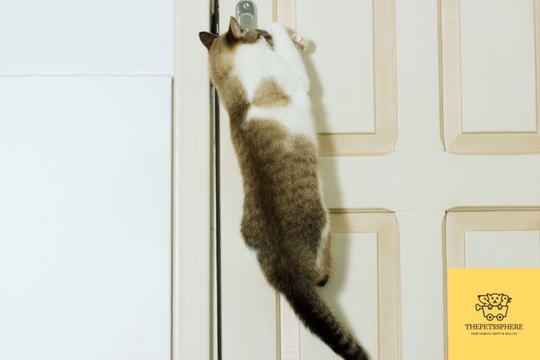 How To Stop Your Cat From Opening Doors, How To Keep My Cat Away From Curtains