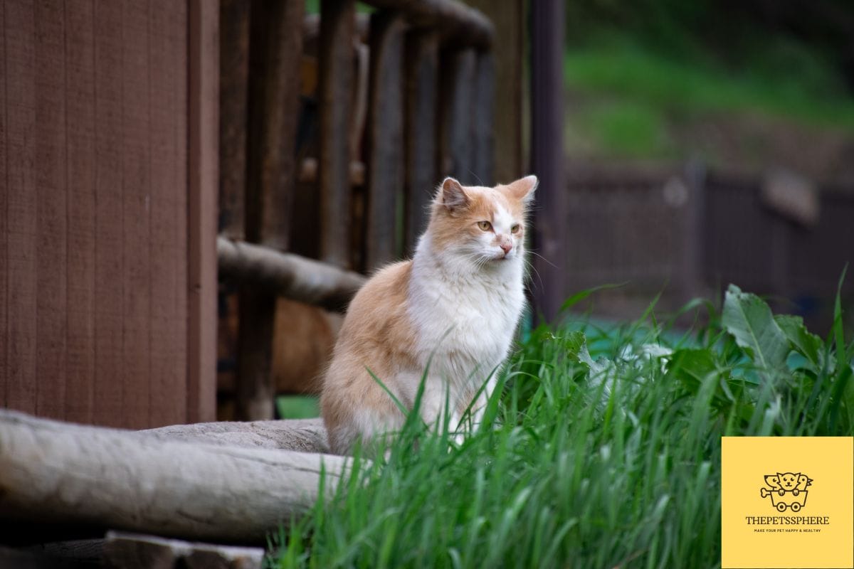 Can Cats Eat Frogs? Detailed Guide and Potential Safety Concerns The