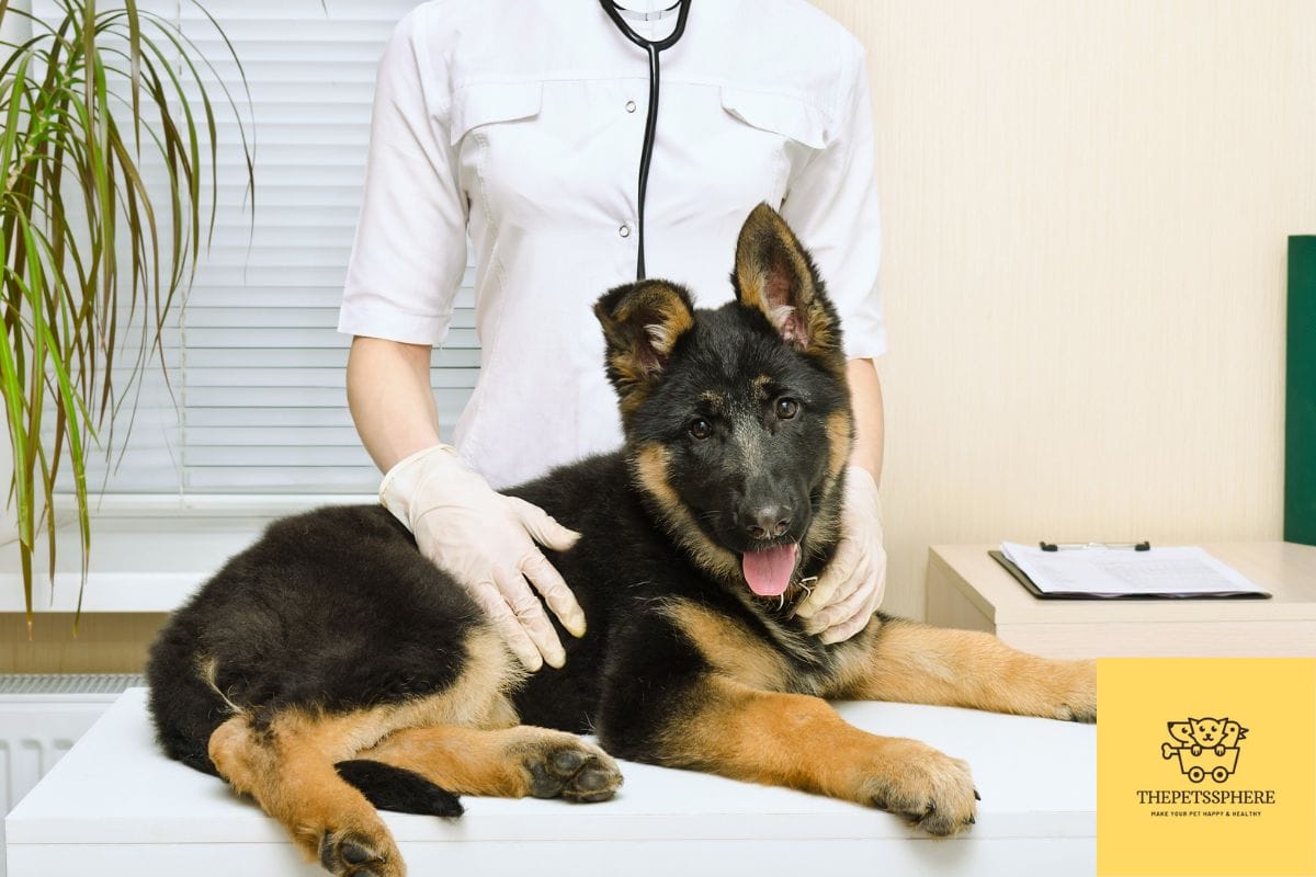 When Should You Neuter a German Shepherd? The Best Time To Neuter The