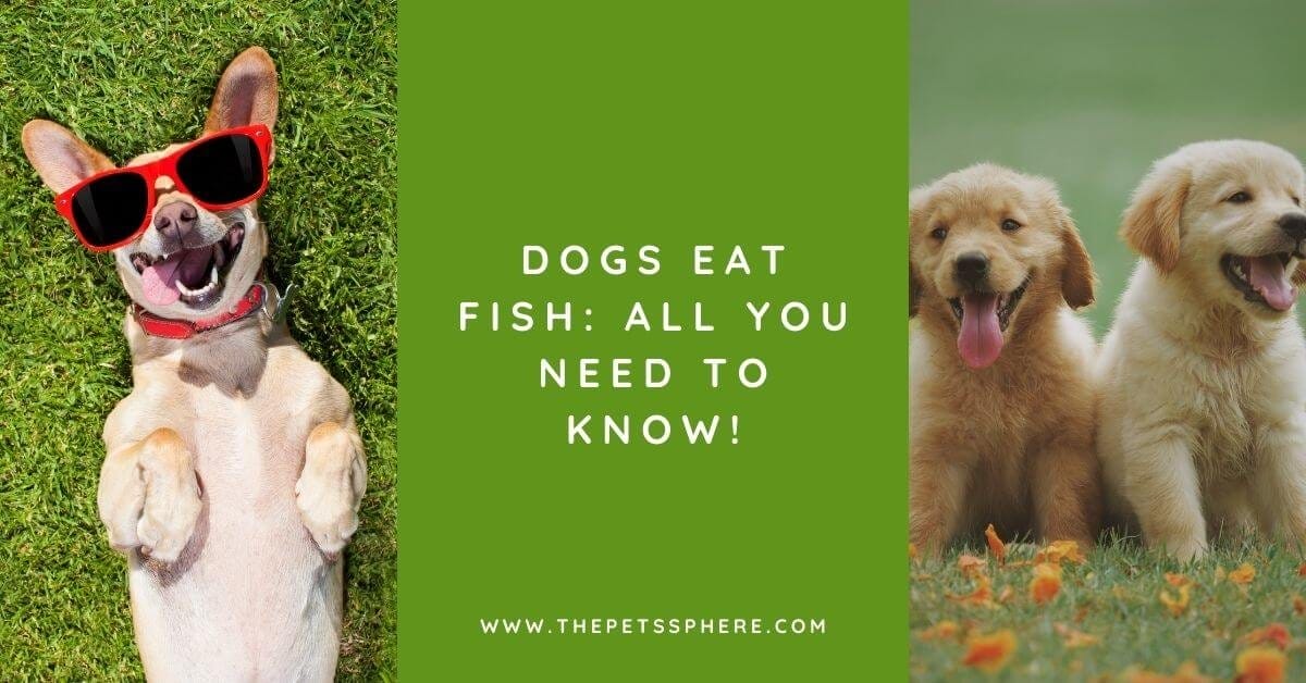 can dogs eat basa fish