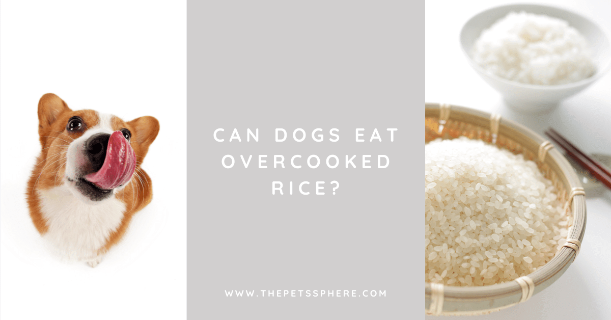 Can Dogs Eat Overcooked Rice? The Pet's Sphere