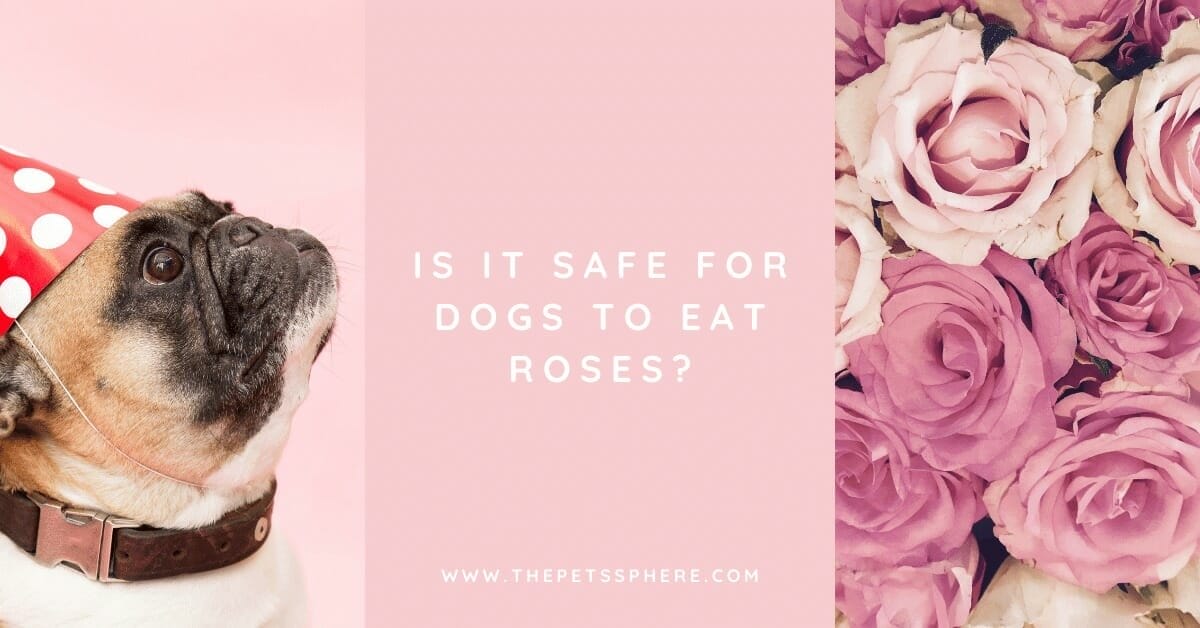 are rose buds safe for dogs