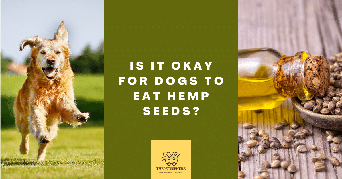 Is It Okay for Dogs to Eat Hemp Seeds? The Pet's Sphere